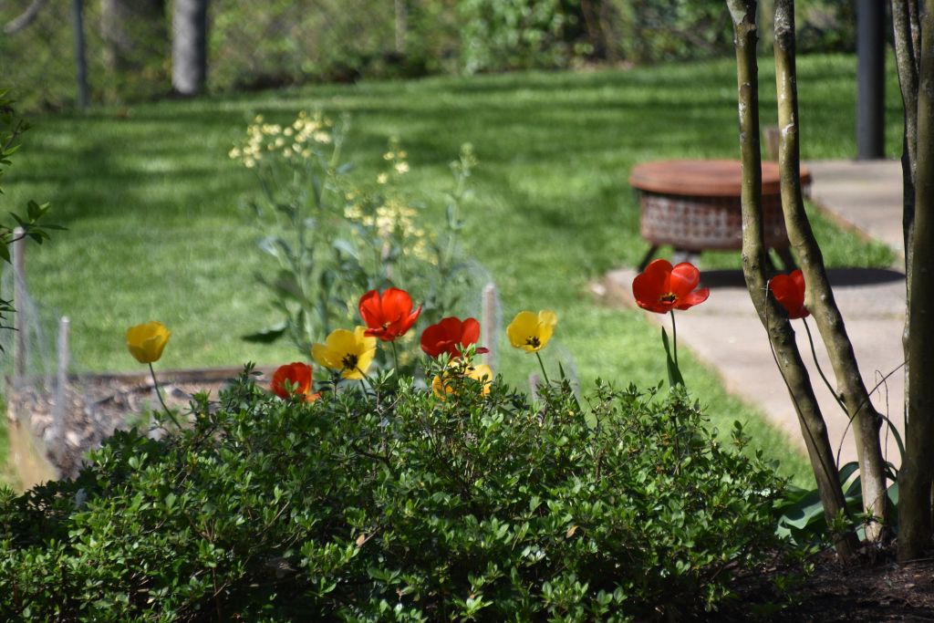 4-4-20 flowers 123 (1024x683).jpg